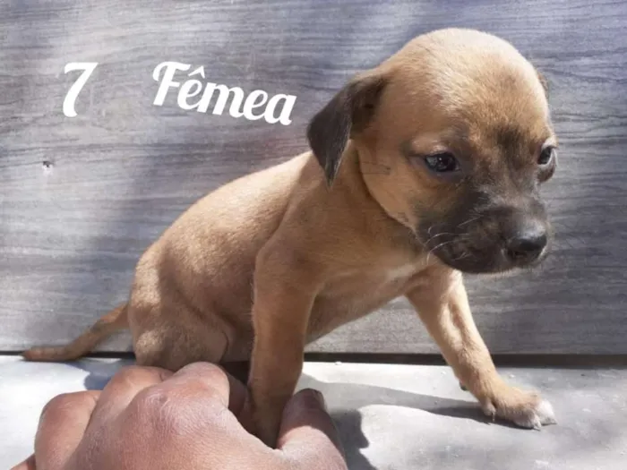 Cachorro ra a Vira - Lata  idade 2 a 6 meses nome Sem nome 