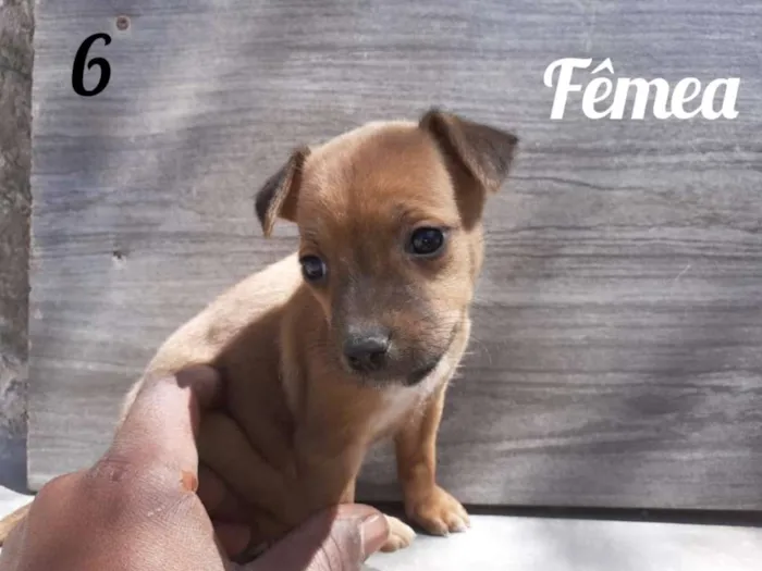Cachorro ra a Vira - Lata  idade 2 a 6 meses nome Sem nome 