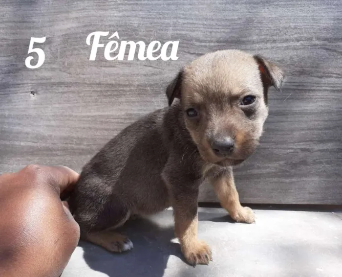 Cachorro ra a Vira - Lata  idade 2 a 6 meses nome Sem nome 