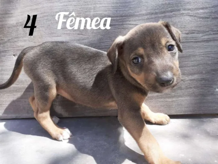 Cachorro ra a Vira - Lata  idade 2 a 6 meses nome Sem nome 
