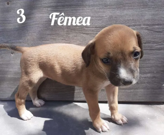 Cachorro ra a Vira - Lata  idade 2 a 6 meses nome Sem nome 