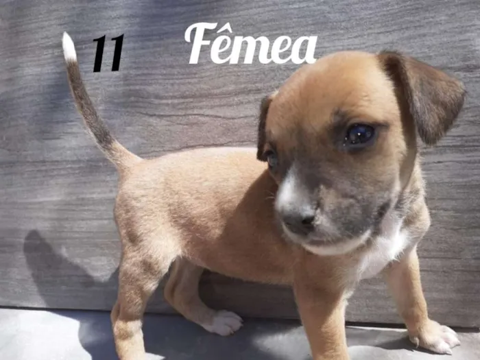 Cachorro ra a Vira - Lata  idade 2 a 6 meses nome Sem nome 