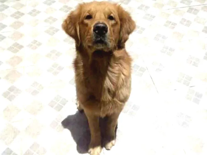 Cachorro ra a Golden Retriver idade 5 anos nome Apollo