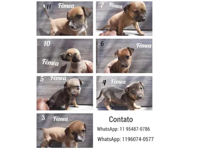 Cachorro ra a Vira - Lata  idade 2 a 6 meses nome Sem nome 