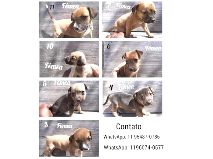 Cachorro ra a Vira - Lata  idade 2 a 6 meses nome Sem nome 