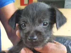 Cachorro raça Vira lata idade Abaixo de 2 meses nome Faisca