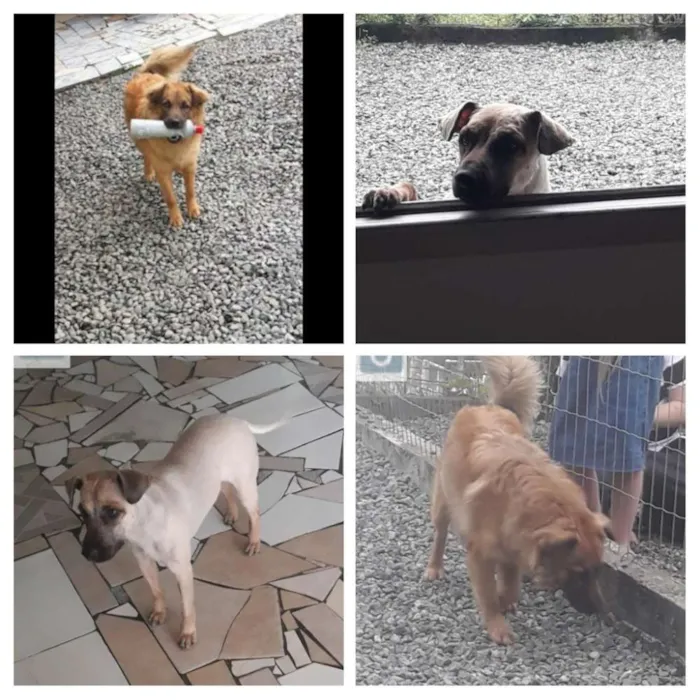 Cachorro ra a Gold Retriever com Chaw chaw idade 1 ano nome Sansão