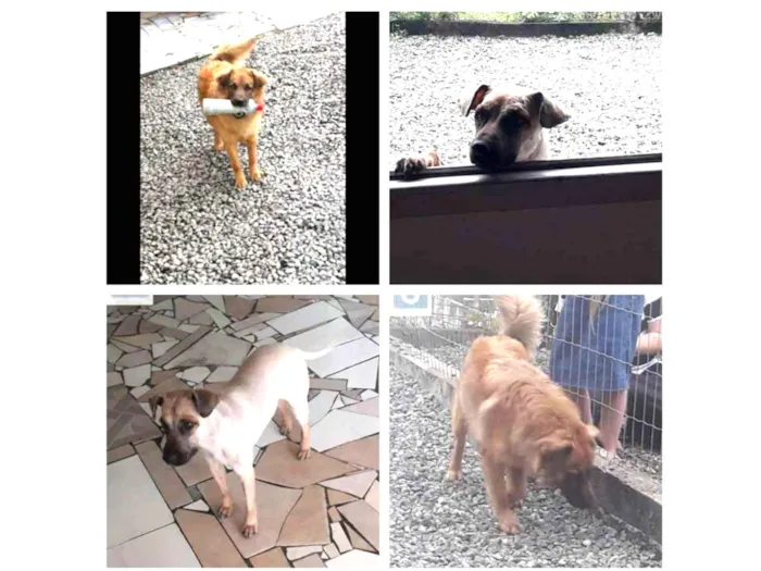 Cachorro ra a Gold Retriever com Chaw chaw idade 1 ano nome Sansão