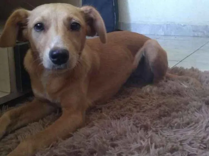 Cachorro ra a Viralata idade 2 a 6 meses nome Zoe