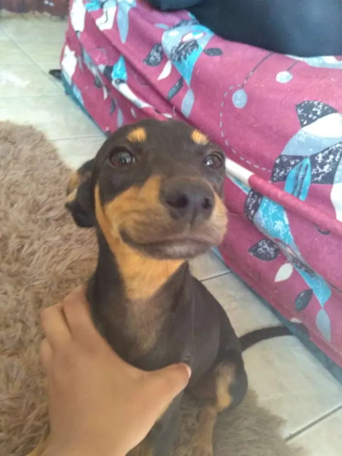 Cachorro ra a Viralata idade 2 a 6 meses nome Layla
