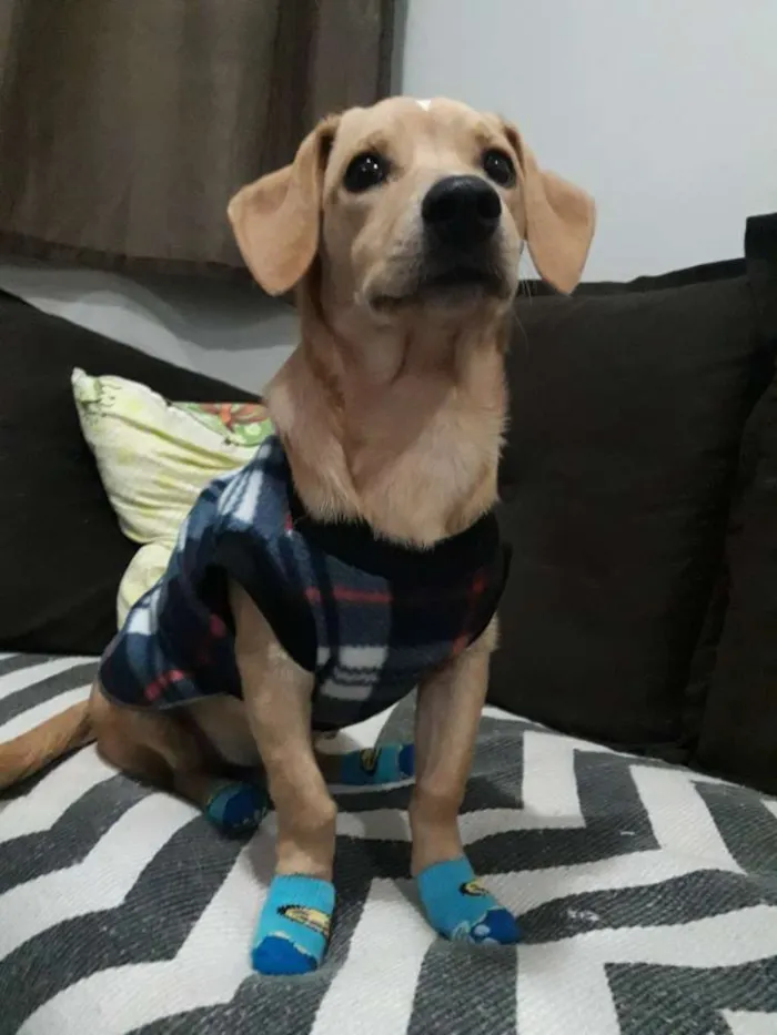 Cachorro ra a Sem raça definida idade 7 a 11 meses nome Naruto