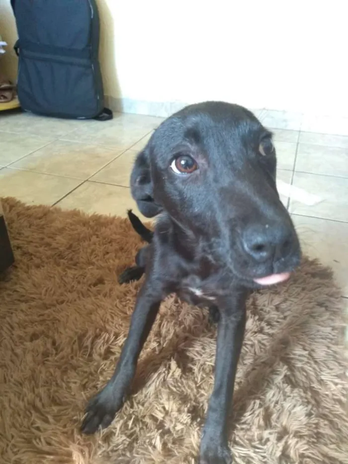 Cachorro ra a Viralata idade 2 a 6 meses nome Suzan