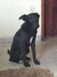 Nego