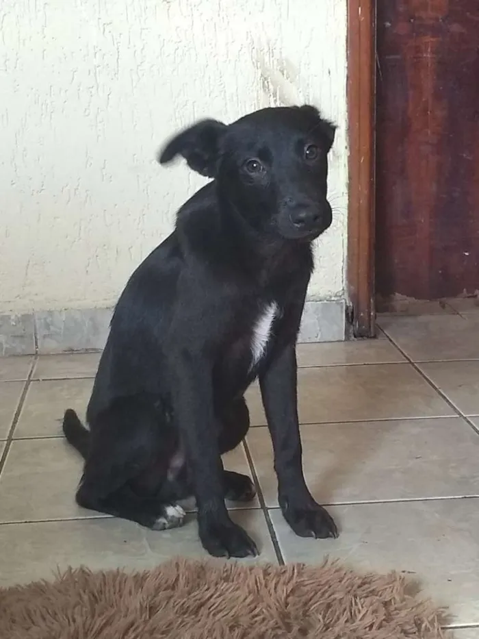 Cachorro ra a Viralata idade 2 a 6 meses nome Nego