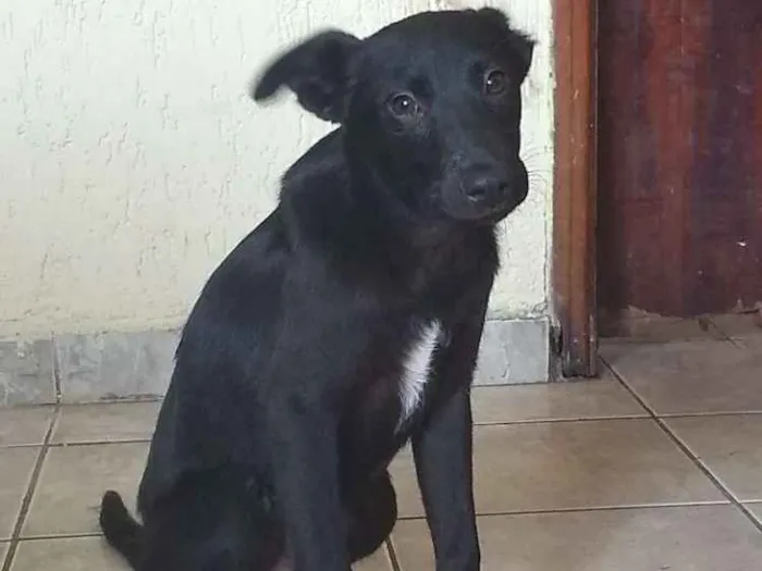 Cachorro ra a Viralata idade 2 a 6 meses nome Nego