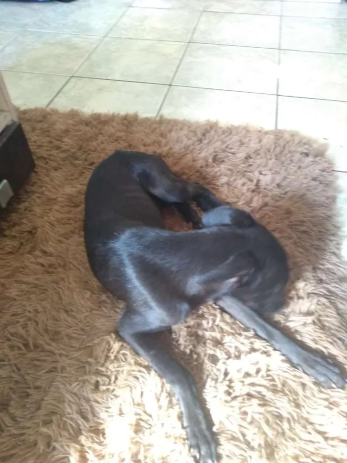 Cachorro ra a Viralata idade 2 a 6 meses nome Suzan