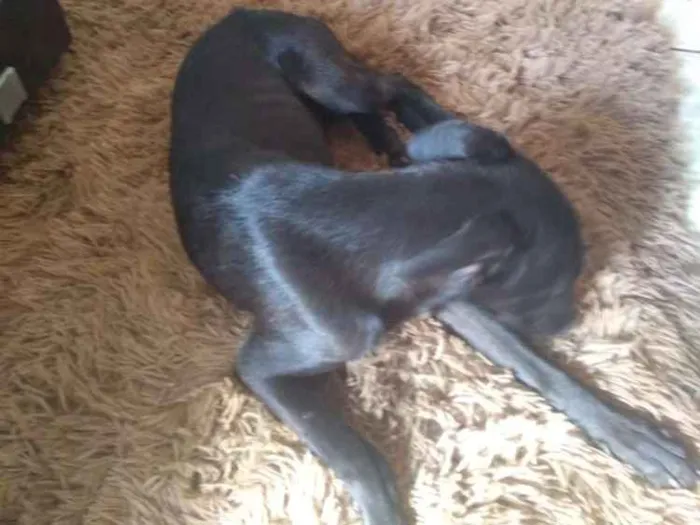 Cachorro ra a Viralata idade 2 a 6 meses nome Suzan
