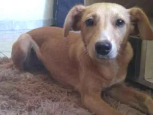 Cachorro raça Viralata idade 2 a 6 meses nome Zoe
