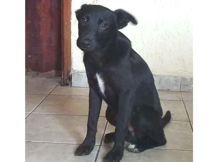 Cachorro ra a Viralata idade 2 a 6 meses nome Nego