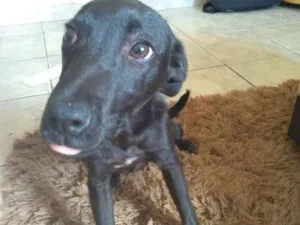 Cachorro raça Viralata idade 2 a 6 meses nome Suzan