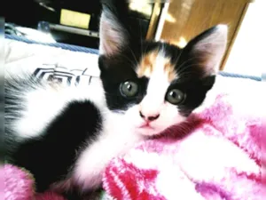 Gato raça Srd idade Abaixo de 2 meses nome Sara 