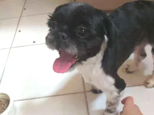 Cachorro raça Shitzu idade 4 anos nome Billy