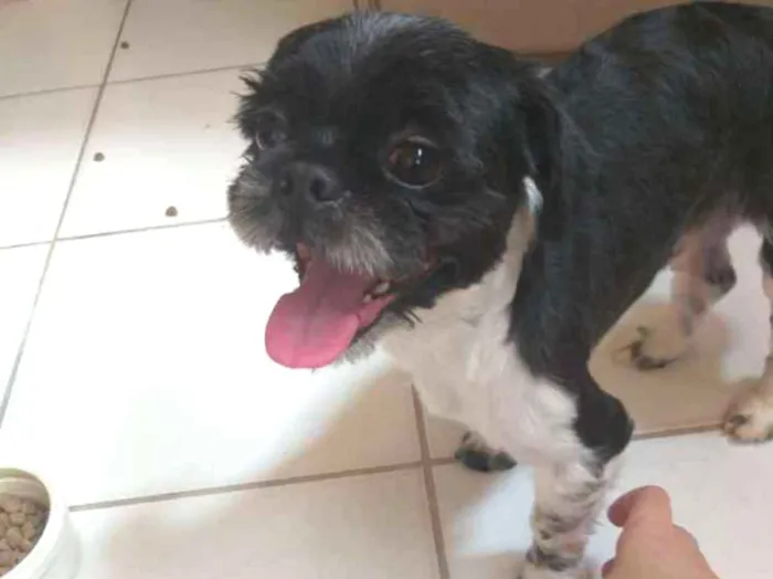Cachorro ra a Shitzu idade 4 anos nome Billy