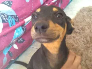 Cachorro raça Viralata idade 2 a 6 meses nome Layla