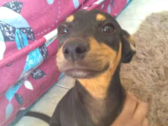 Cachorro ra a Viralata idade 2 a 6 meses nome Layla