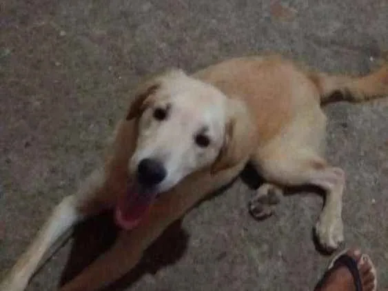 Cachorro ra a Labrador idade 7 a 11 meses nome Marley