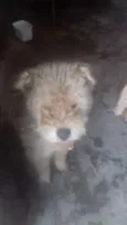 Bob