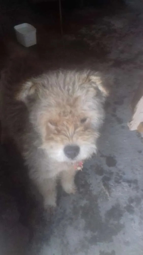 Cachorro raça Shaushau com pudo idade 3 anos nome Bob