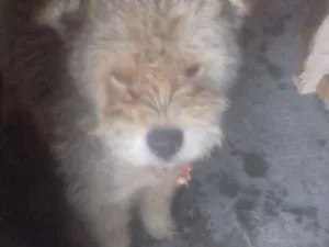 Cachorro raça Shaushau com pudo idade 3 anos nome Bob