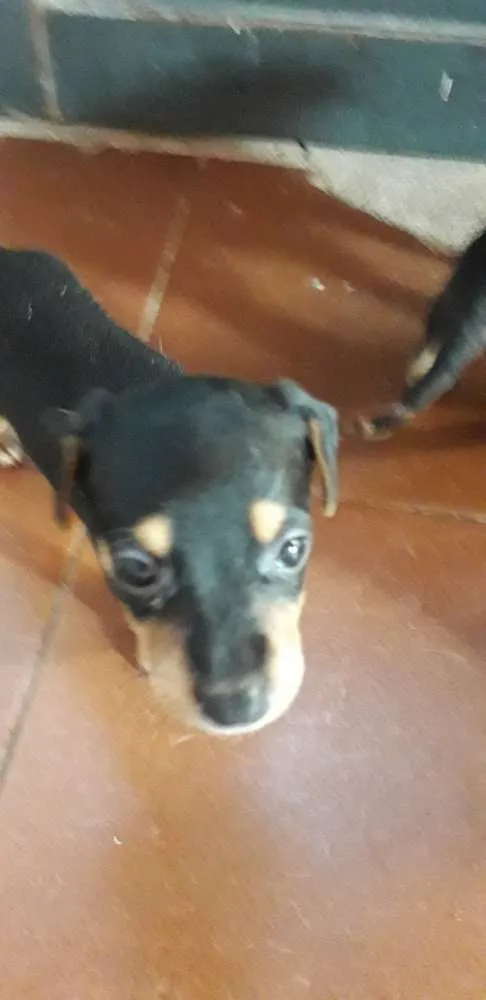 Cachorro ra a Srd idade Abaixo de 2 meses nome Sem nome