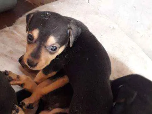 Cachorro ra a Srd idade Abaixo de 2 meses nome Sem nome