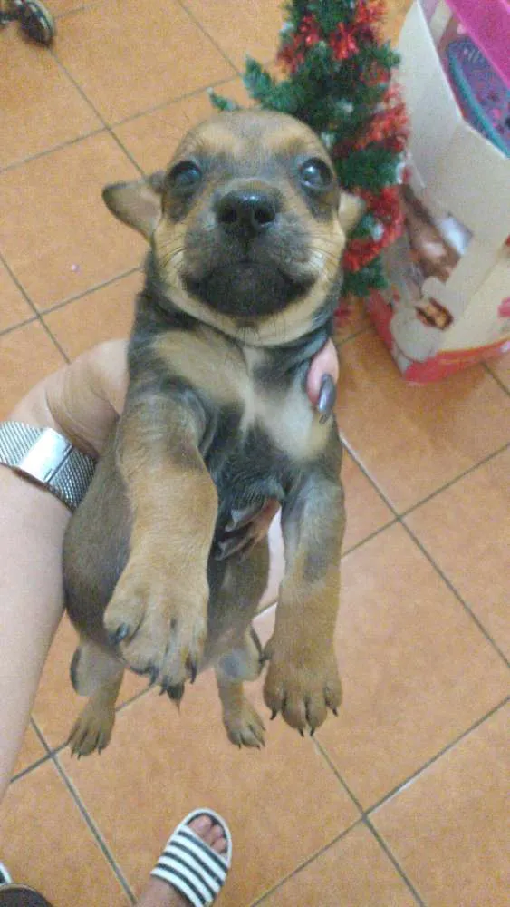 Cachorro ra a Vira lata idade Abaixo de 2 meses nome Não tem nome