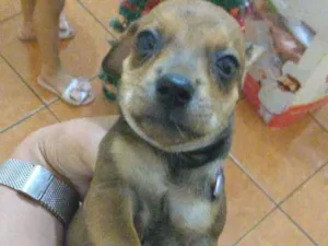 Cachorro raça Vira lata idade Abaixo de 2 meses nome Não tem nome