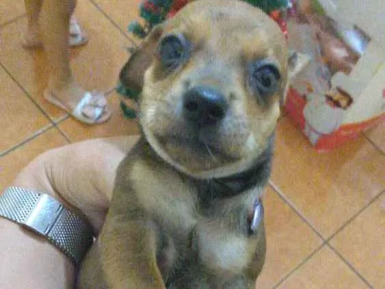 Cachorro ra a Vira lata idade Abaixo de 2 meses nome Não tem nome