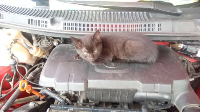 Gato raça SRD idade 2 a 6 meses nome Coisinhas