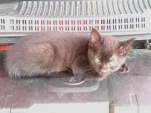 Gato raça SRD idade 2 a 6 meses nome Coisinhas