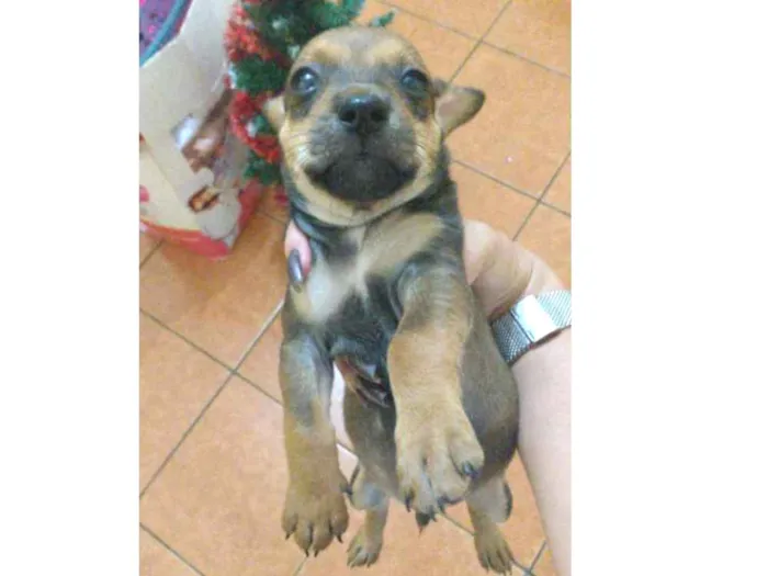 Cachorro ra a Vira lata idade Abaixo de 2 meses nome Não tem nome