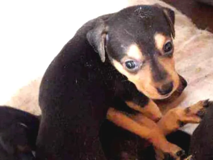 Cachorro ra a Srd idade Abaixo de 2 meses nome Sem nome