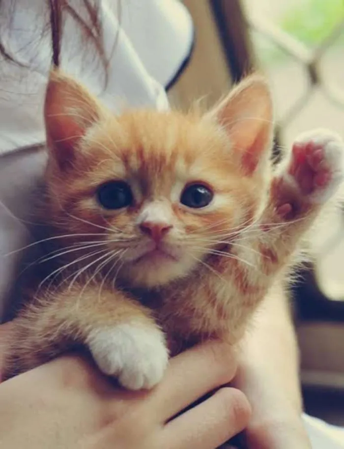 Gato ra a Indefinida  idade Abaixo de 2 meses nome Tintinha