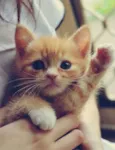 Tintinha
