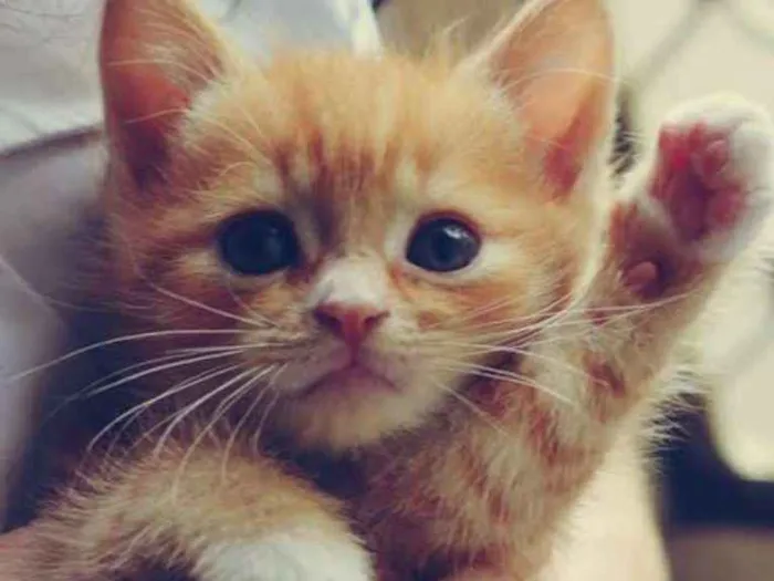 Gato ra a Indefinida  idade Abaixo de 2 meses nome Tintinha