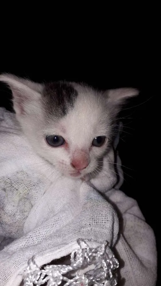 Gato ra a srd idade Abaixo de 2 meses nome Não definido