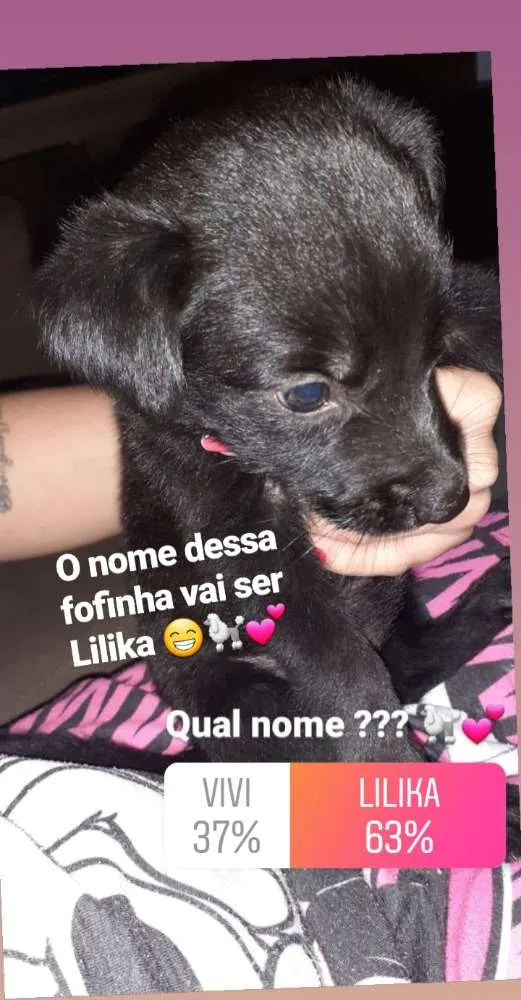 Cachorro raça Pastor alemão  idade Abaixo de 2 meses nome Lilika