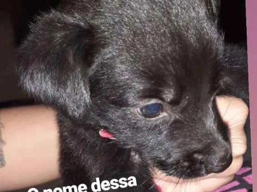 Cachorro raça Pastor alemão  idade Abaixo de 2 meses nome Lilika