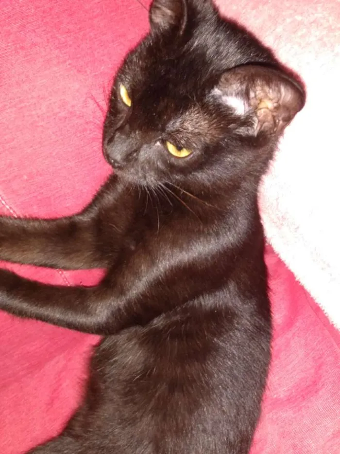 Gato raça Srd idade 2 a 6 meses nome Capputinna