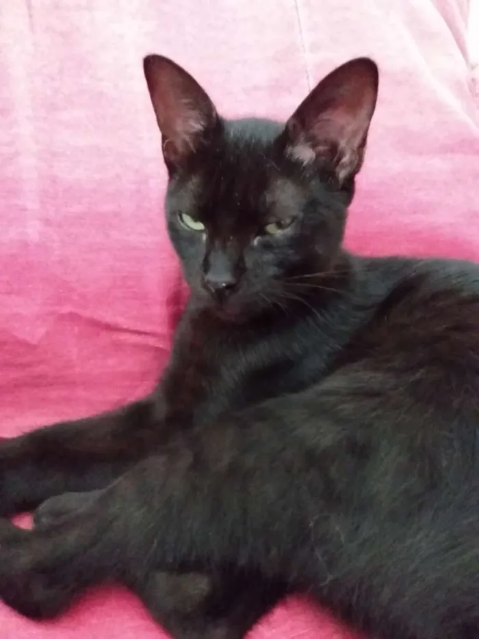 Gato raça Srd idade 2 a 6 meses nome Capputinna